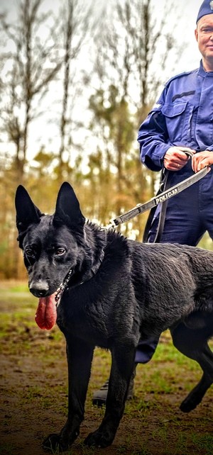 Zdjęcie przedstawia psa policyjnego.